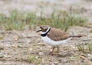Flussregenpfeifer - Little Ringed Plover  (Charadrius dubius)